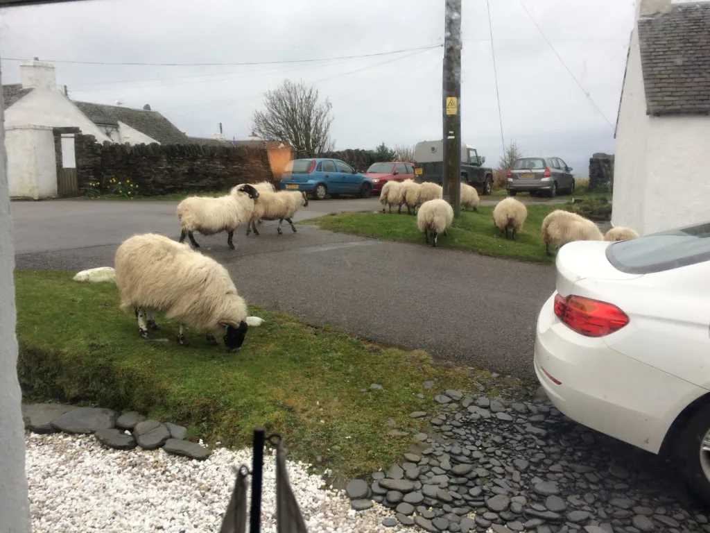 Scottish sheep grazing in the village of Cullipool on the Isle of Luing.